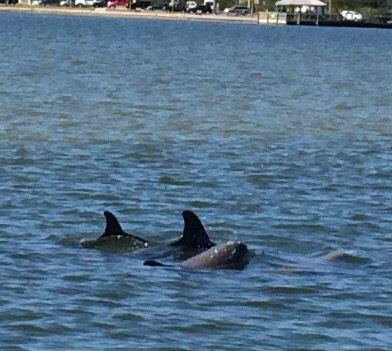 Dolphin Watching Boat Tours, Orlando, Daytona Beach, New ...